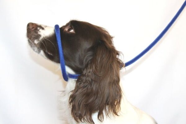 Dog & Field braided nylon Figure 8 halter lead in blue