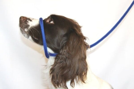 Dog & Field braided nylon Figure 8 halter lead in blue