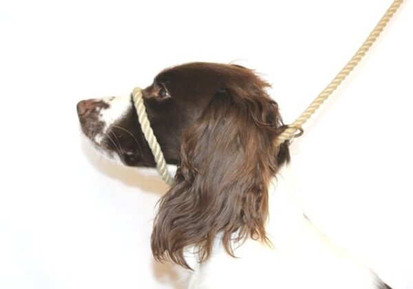 Dog & Field cotton rope Figure 8 halter lead in natural