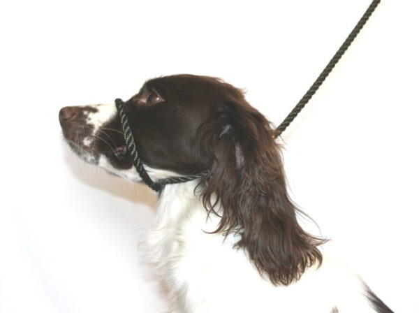 Dog & Field cotton rope Figure 8 halter lead in olive green