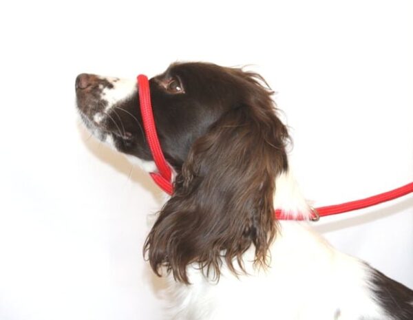 Dog & Field braided nylon Figure 8 halter lead in red