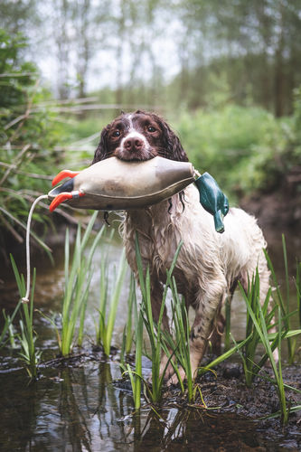 Dokken Dead Fowl Trainer | Mallard | Water & Wildfowl