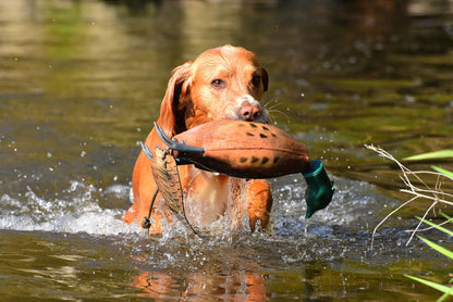 Dokken Dead Fowl Dummy Trainers-Pheasant (Best Seller)