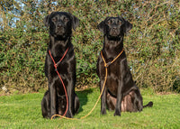 Field Trial PRO Slip Lead for Gundogs – Lightweight Training & Competition Lead (1.2m) | Sporting Saint UK