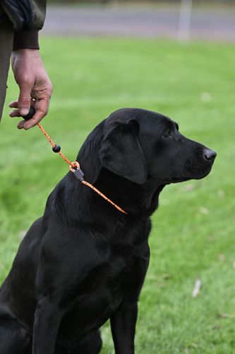 Field Trial PRO Heeling Lead