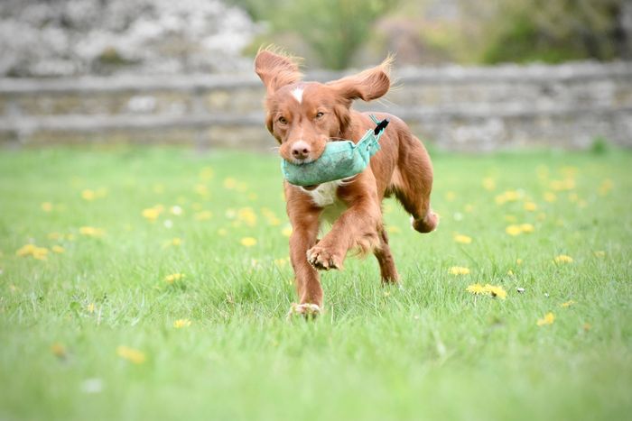 Canvas Training Dummy-1/2lb and 1lb