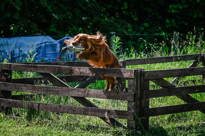 Dokken Dead Fowl Dummy Trainers-Teal-Young Puppy/Dog