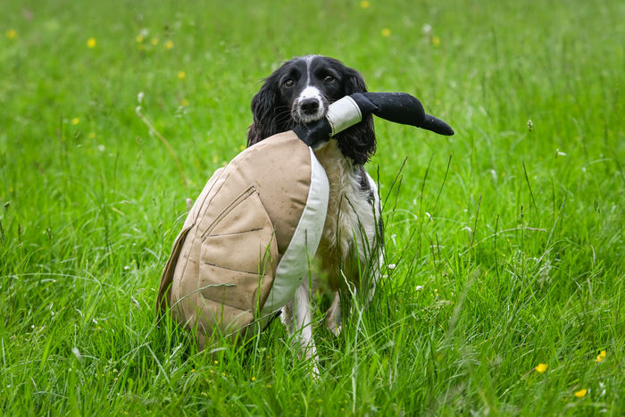 Dokken Dead Fowl Trainers-Goose