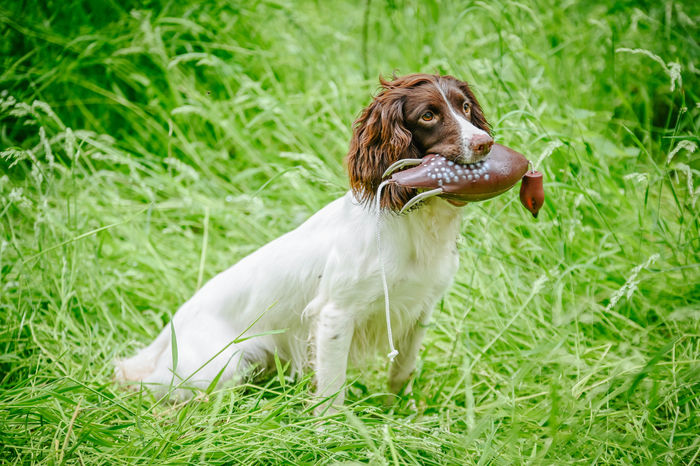 Dokken Dead Fowl Dummy Trainers-Partridge-Grouse