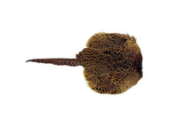 Cock And Hen Pheasant Pelt Only.