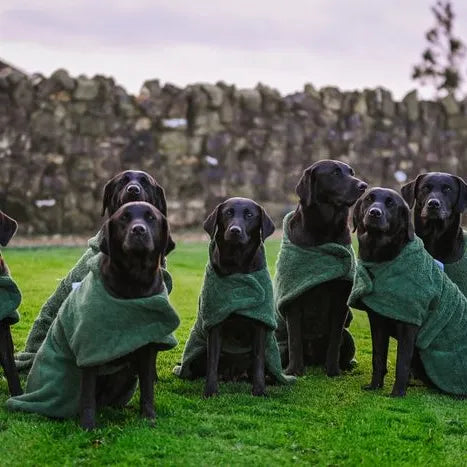 Towelling Drying Dog Coat.
