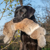 BG Rabbit Dummy detail — realistic ears, eyes and legs for gundog training