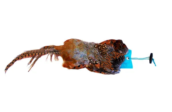 Cock And Hen Pheasant Pelt & Dummy