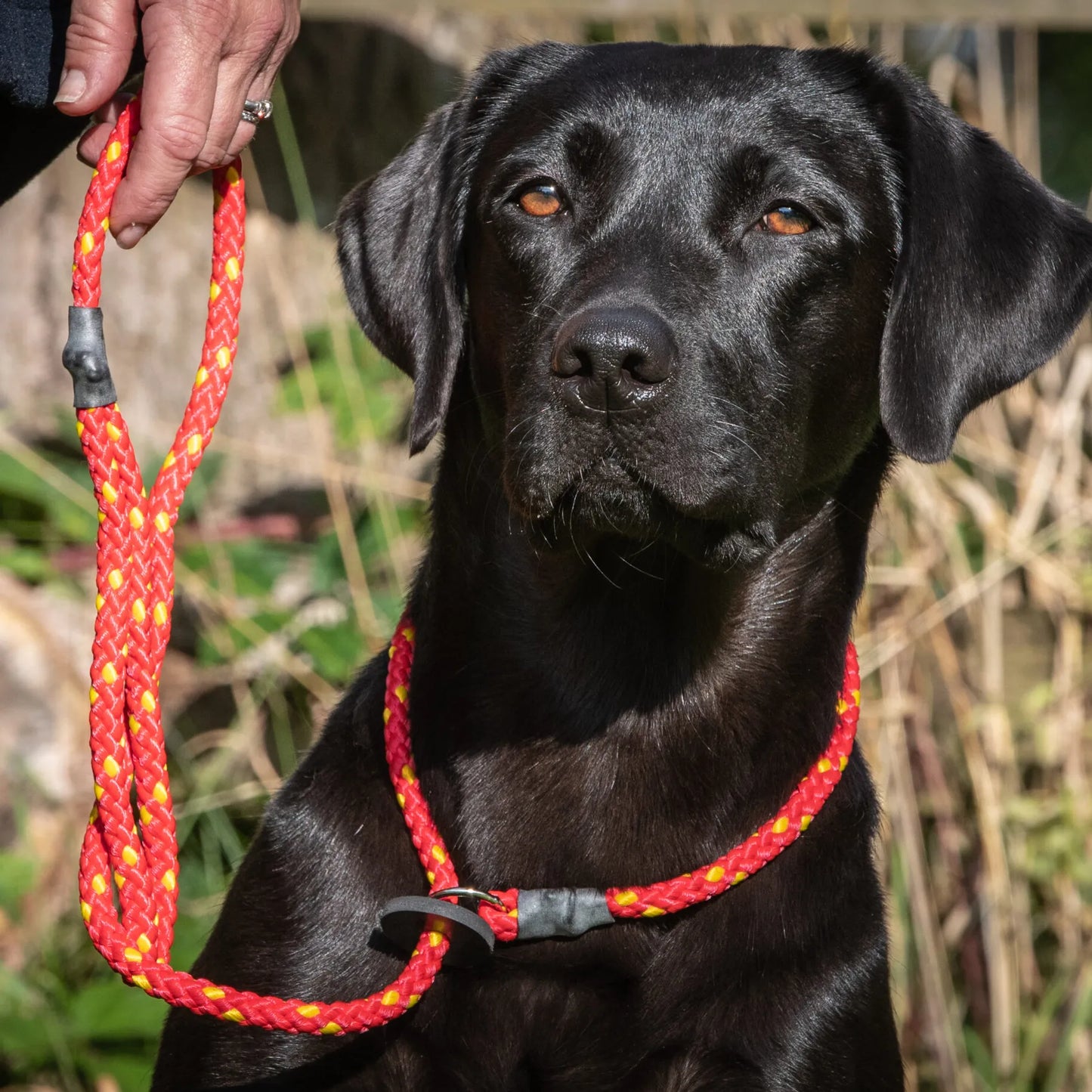 Gundog Slip Lead Collection.