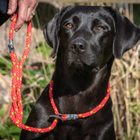 Gundog Slip Lead | 4 Lengths & 3 Colours | Everyday Training Lead from £6.45