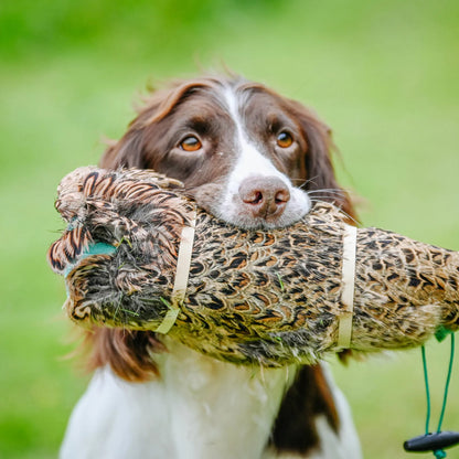 Cock And Hen Pheasant Pelt & Dummy