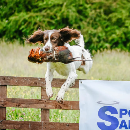 Cock And Hen Pheasant Pelt & Dummy