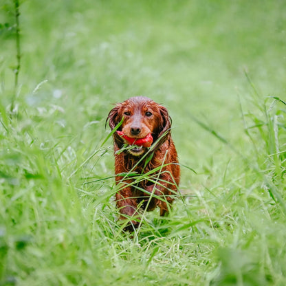 Quail Dummy By Andy Cullen