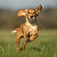 Sporting Saint Rabbit Ball in Natural — real rabbit fur training ball for gundogs