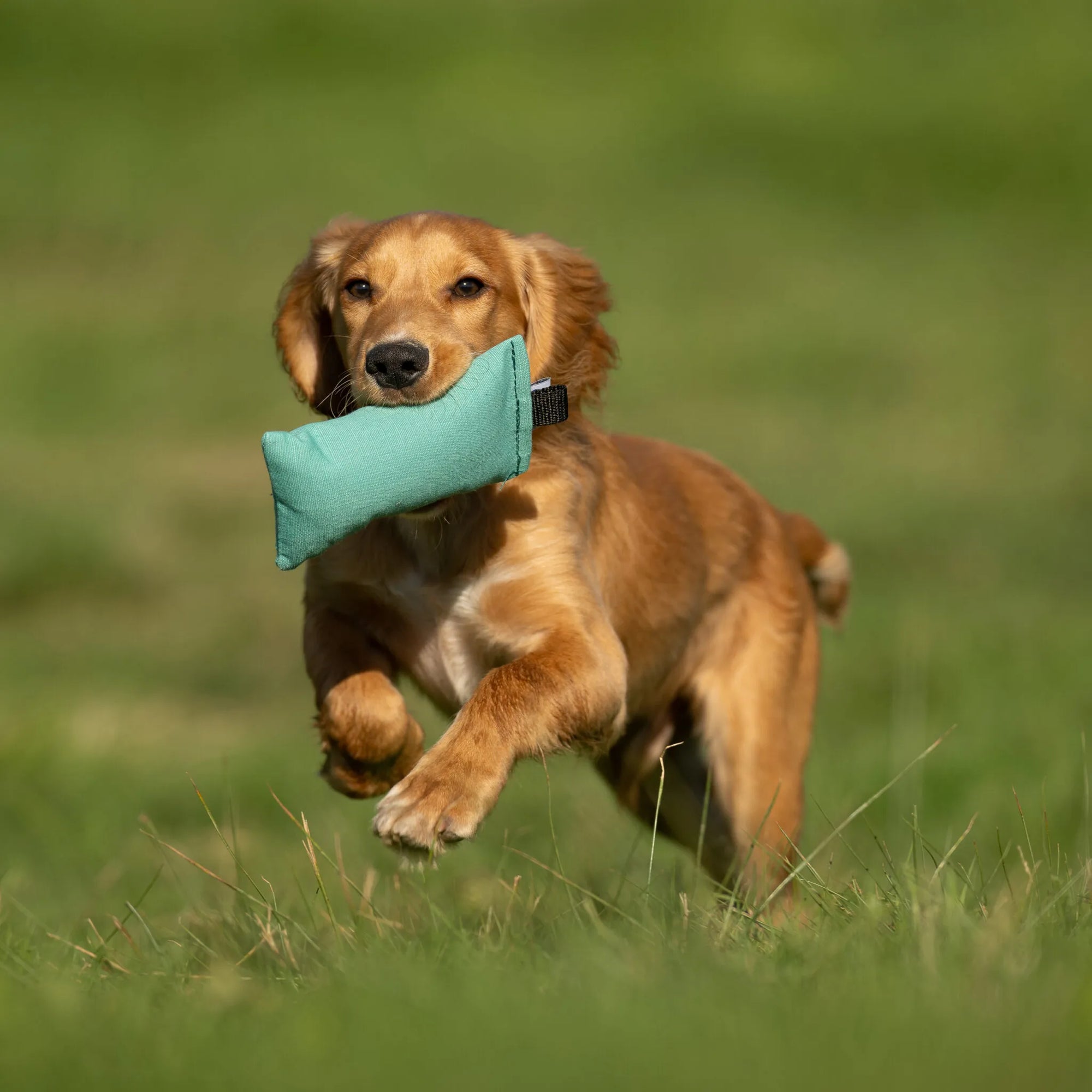 Junior Puppy Dummy