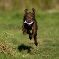 Sporting Saint Puppy Canvas Dummy | Lightweight First Retrieve Dummy
