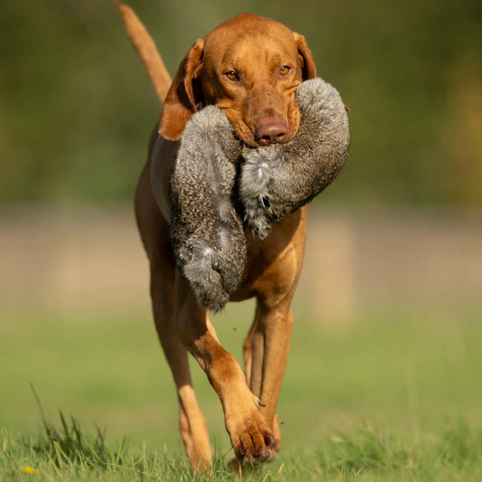 All In One Dummies Hare.