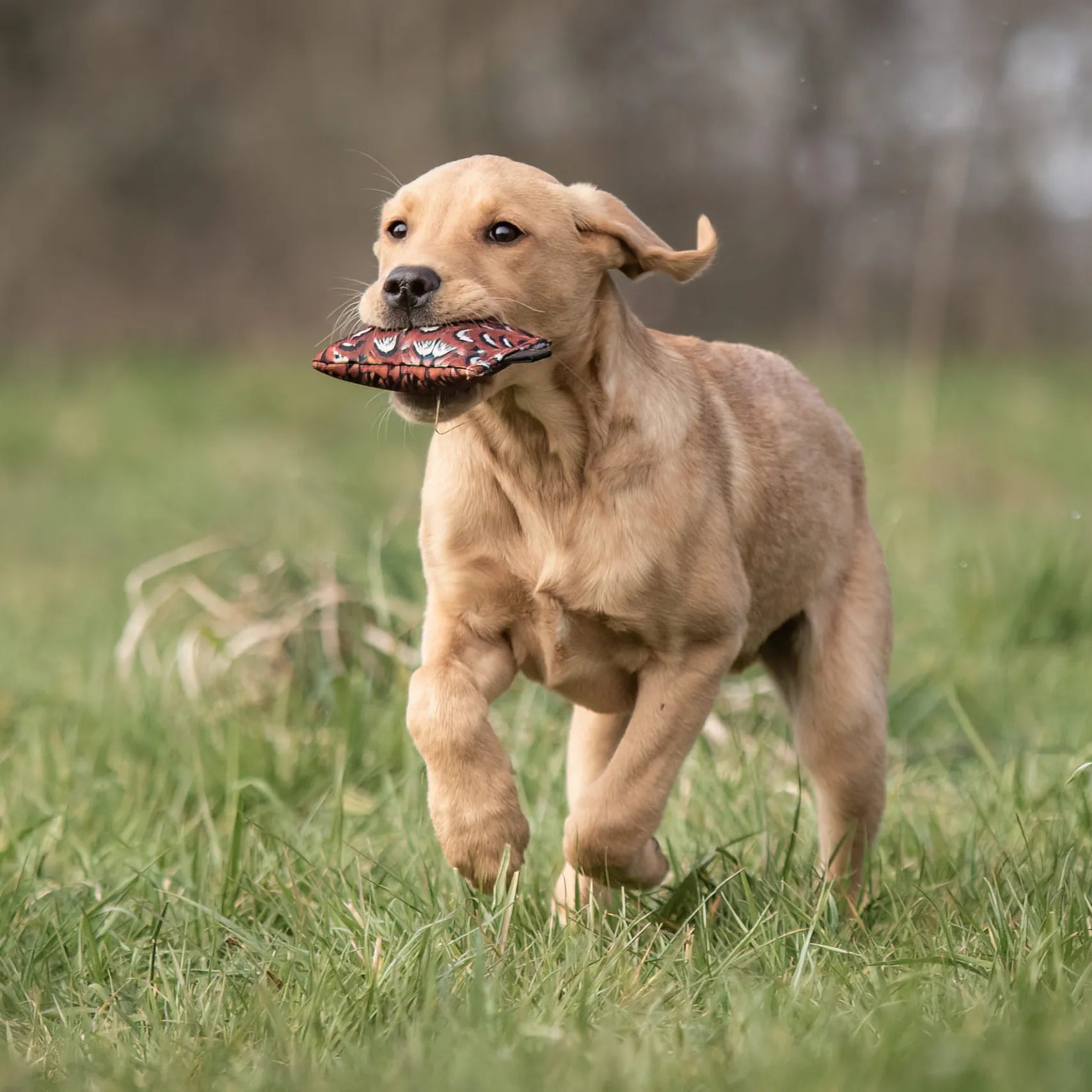 Sporting Saint Puppy Canvas Dummy | Lightweight First Retrieve Dummy