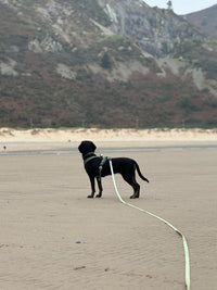 Waterproof 10m Longline Lead | Fido’s Trails – Durable, Lightweight, Ideal for Dog Training and Outdoor Adventures