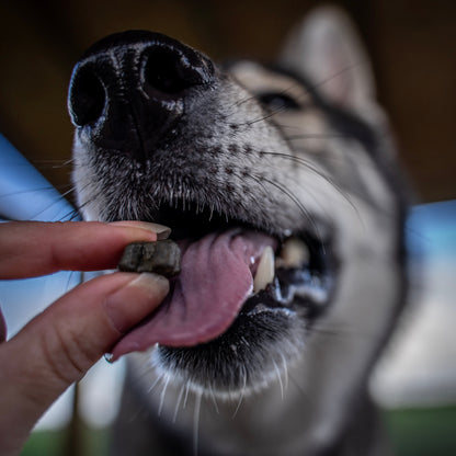 Turkey Dental Bites-Dog Treats