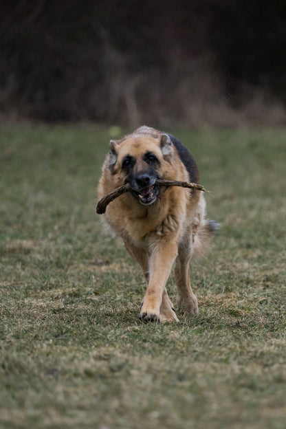 Max Strength Plus Premium Canine Joint Supplement From