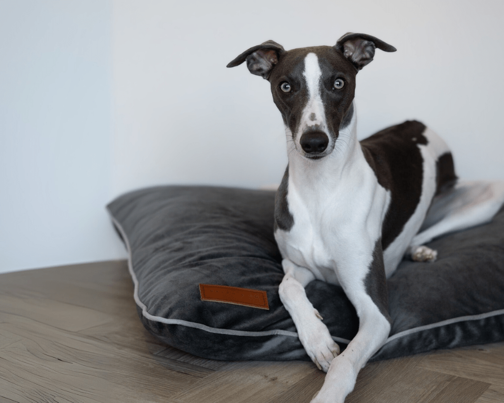 LUXURY ORTHOPAEDIC MEMORY FOAM DOG CRATE MATTRESS | GREY