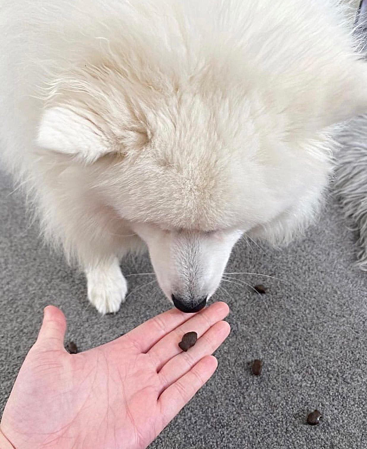 Salmon, Trout & White Fish-Dog Treat