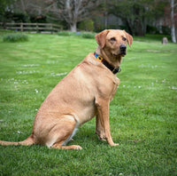 Polo Style Dog Collar