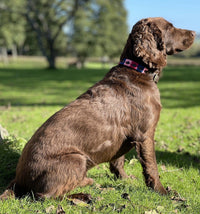Polo Style Dog Collar