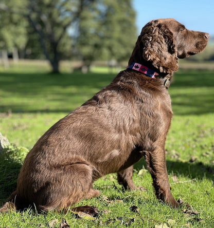 Polo Style Dog Collar
