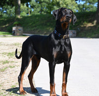 Polo Style Dog Collar