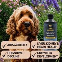 Golden Oldies support for senior dog wellbeing