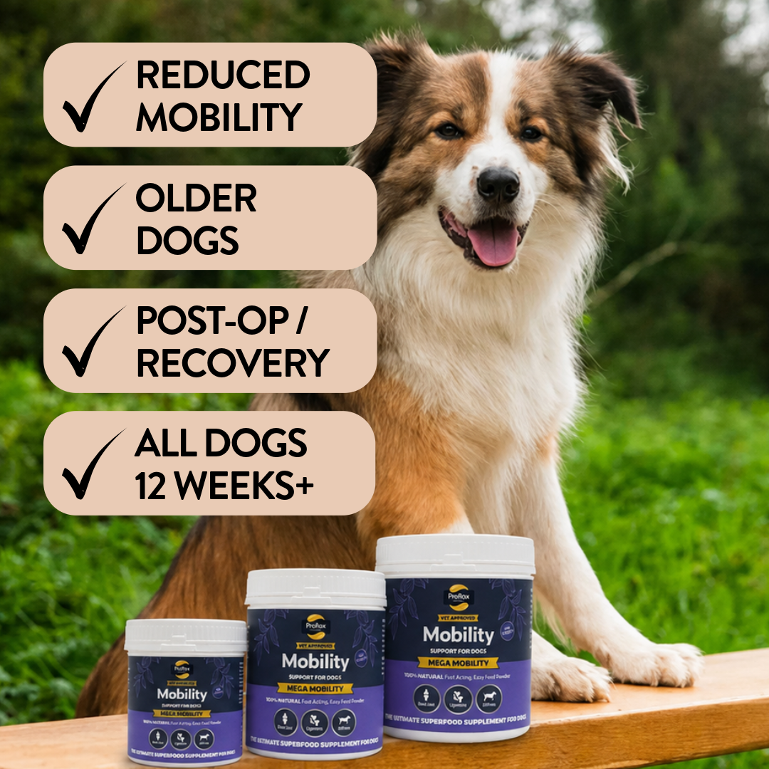 Mega Mobility for older dogs and dogs needing mobility support
