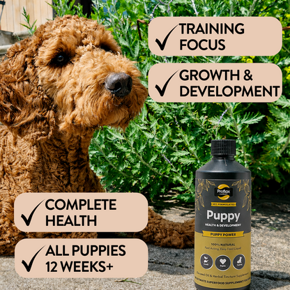 Puppy Power support for growth and training focus