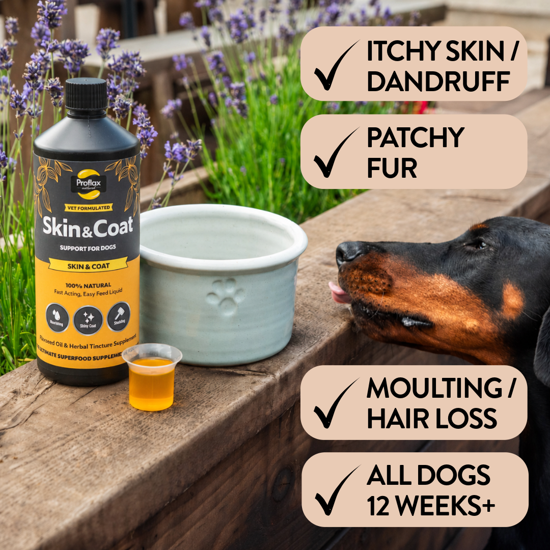 Dogs suited to Proflax Skin & Coat support