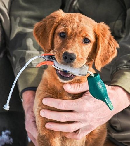 Dokken Puppy Mallard | Dead Fowl Trainer for Puppies