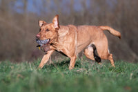 Red Labrador retrieving Sporting Saint Rabbit Ball — real rabbit fur gundog training ball