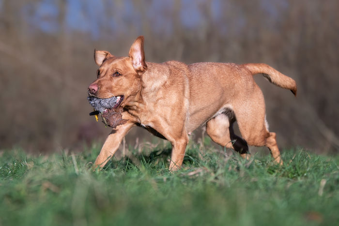 Red Labrador retrieving Sporting Saint Rabbit Ball — real rabbit fur gundog training ball