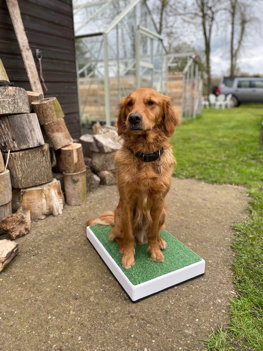 Archie Bear Place Board-2 sizes