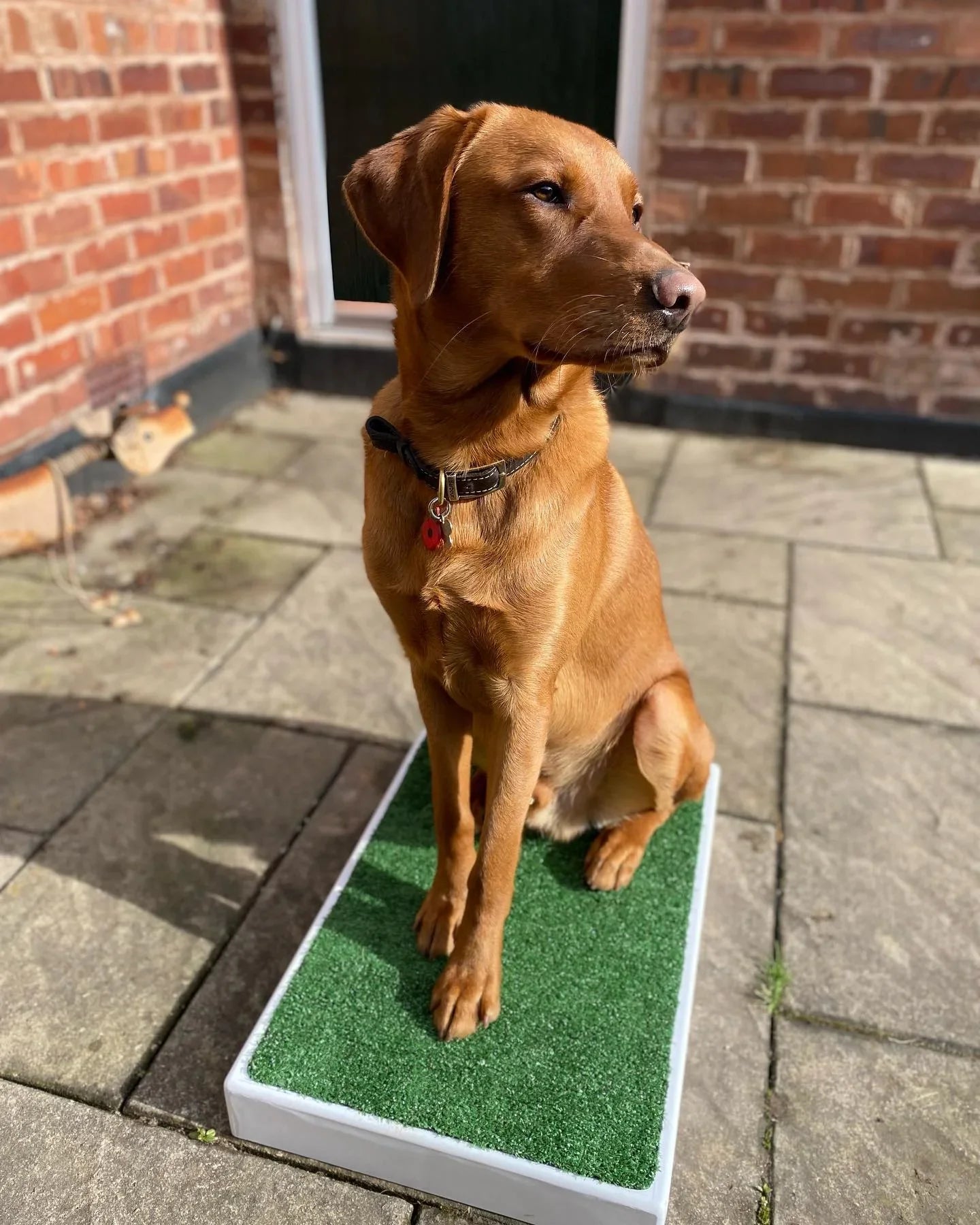 Archie Bear Place Board-2 sizes