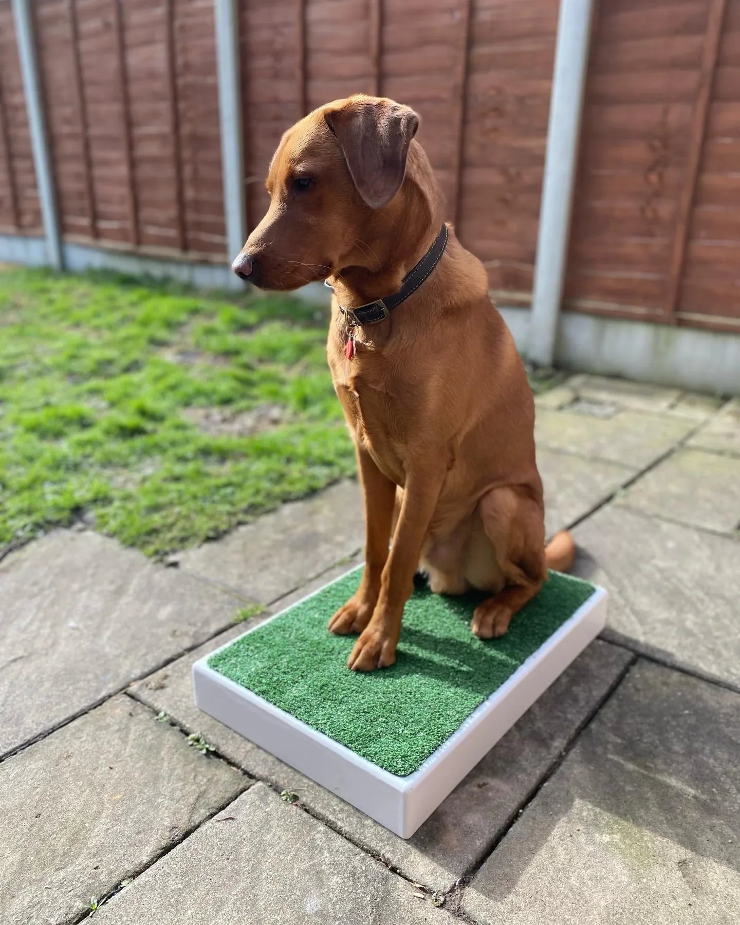 Archie Bear Place Board-2 sizes