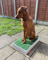 Archie Bear Place Board-2 sizes