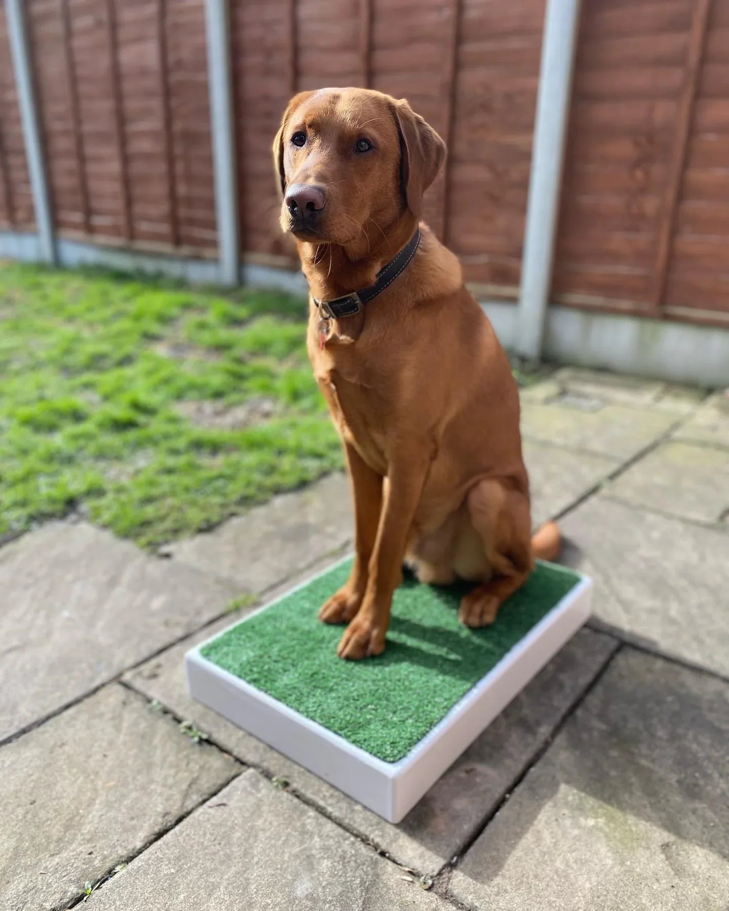 Archie Bear Place Board-2 sizes