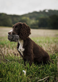 Gundog retrieving Sporting Saint Rabbit Ball in field — scent training aid