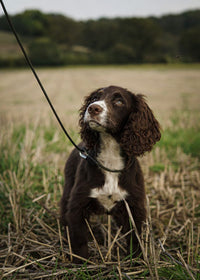 Field Trial PRO Slip Lead for Gundogs – Lightweight Training & Competition Lead (1.2m) | Sporting Saint UK